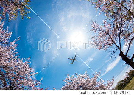 A composition that looks up at a row of cherry trees in full bloom, with an airplane crossing the blue sky. 138079181