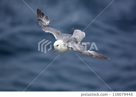 Northern Fulmar, Fulmarus glacialis in to landing Northern Fulmar, Fulmarus glacialis in to landing 138079448