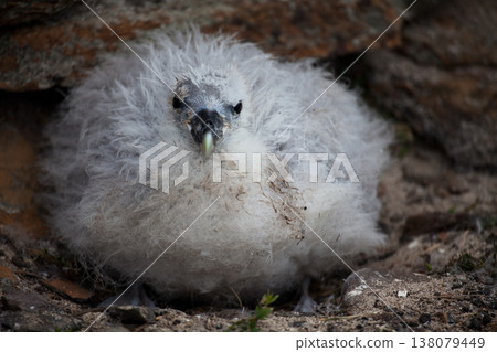 Northern Fulmar, Fulmarus glacialis young chick Northern Fulmar, Fulmarus glacialis young chick 138079449