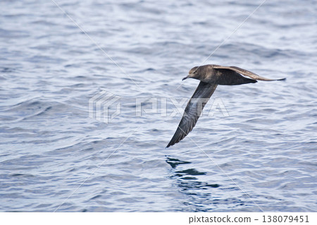 Sooty Shearwater, Puffinus griseus gliding over sea 138079451