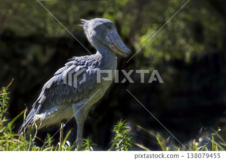 Shoebill, Balaeniceps rex, in a relaxed pose 138079455