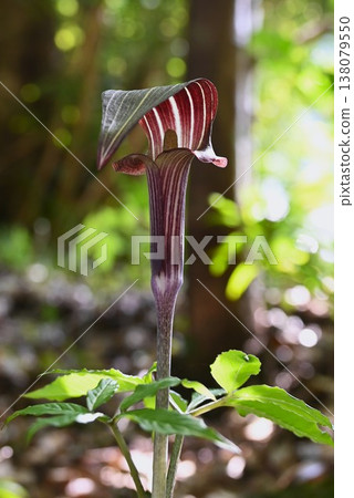 胡椒草、蝰草、有毒植物 胡椒草、蝰草、有毒植物 138079550