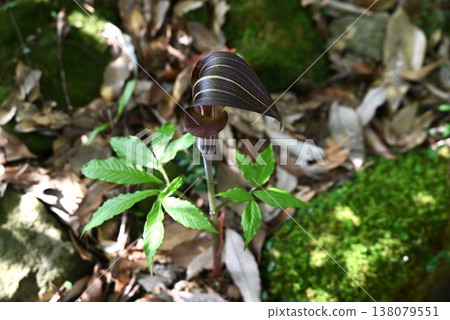 胡椒草、蝰草、有毒植物 胡椒草、蝰草、有毒植物 138079551
