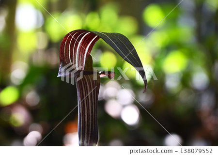 胡椒草、蝰草、有毒植物 胡椒草、蝰草、有毒植物 138079552