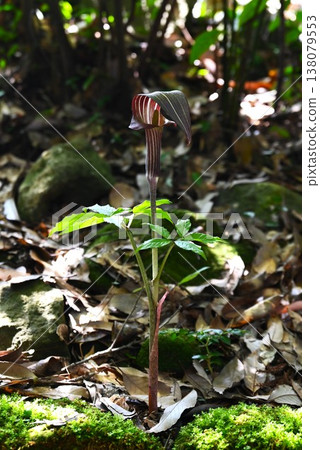 胡椒草、蝰草、有毒植物 胡椒草、蝰草、有毒植物 138079553