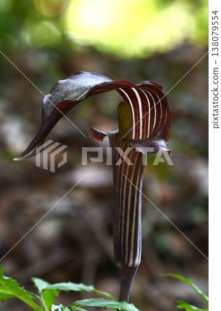 Pit grass, viper grass, poisonous plants Pit grass, viper grass, poisonous plants 138079554