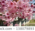 Cherry blossoms in full bloom <Otogawa river green area/Okazaki city, Aichi prefecture> 138079893