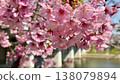Cherry blossoms in full bloom <Otogawa river green area/Okazaki city, Aichi prefecture> 138079894