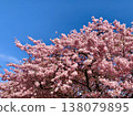 A row of cherry trees in full bloom (Kawazu cherry blossoms) against the clear blue sky of early spring <Otogawa River left bank/Okazaki City, Aichi Prefecture> 138079895