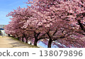 A row of cherry trees in full bloom (Kawazu cherry blossoms) against the clear blue sky of early spring <Otogawa River left bank/Okazaki City, Aichi Prefecture> 138079896
