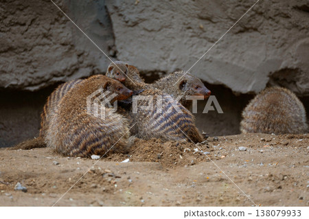 Banded Mongoose, group with baby, Mungos mungo Banded Mongoose, group with baby, Mungos mungo 138079933