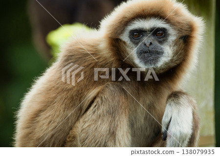 lar gibbon white-handed gibbon, an endangered primate in the gibbon family 138079935