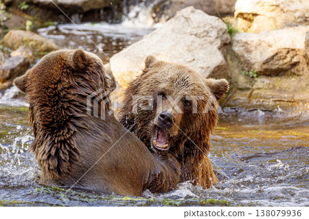 two Wild brown bear ,ursus arctos playing in water two Wild brown bear ,ursus arctos playing in water 138079936