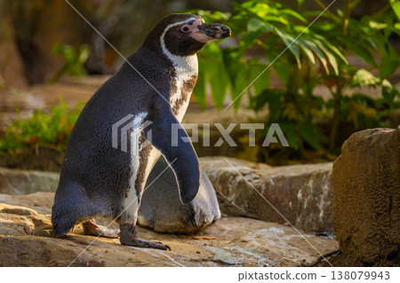 Humboldt Penguin, Colony Spheniscus humboldti Humboldt Penguin, Colony Spheniscus humboldti 138079943