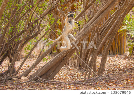 Sifaka lemur Propithecus verreauxi Madagascar nature 138079946