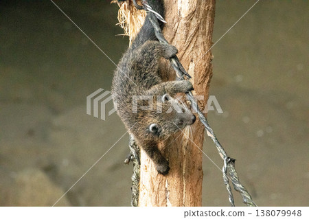 Binturong Arctictis binturong baby playing at top of dead tree. Binturong Arctictis binturong baby playing at top of dead tree. 138079948