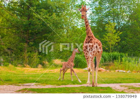 family of Giraffe Giraffa camelopardalis,with a baby. sticking out blue tongue 138079949