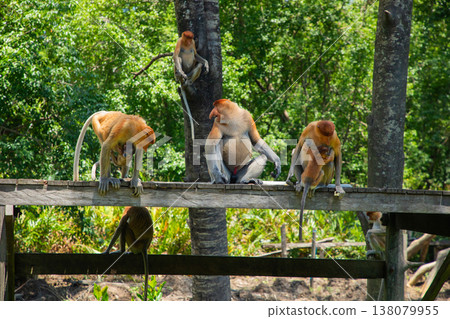 Proboscis Monkey Nasalis larvatus in mangrove rain forest Proboscis Monkey Nasalis larvatus in mangrove rain forest 138079955
