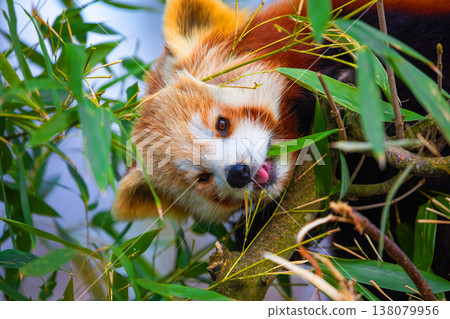 red panda Ailurus fulgens, lesser panda, is a small mammal 138079956