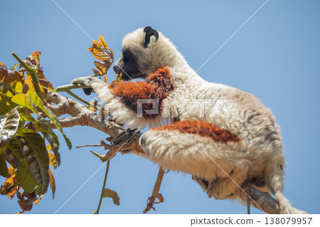 Endangered Coquerel Sifaka Lemur Propithecus coquereli Madagascar Endangered Coquerel Sifaka Lemur Propithecus coquereli Madagascar 138079957