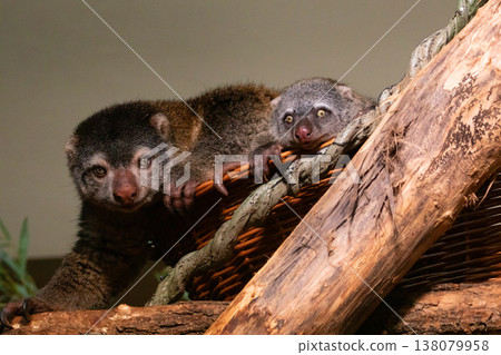 cute wild bear cuscus aulirops ursinus arboreal cute wild bear cuscus aulirops ursinus arboreal 138079958