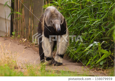 Giant anteater cute animal from Brazil. 138079959