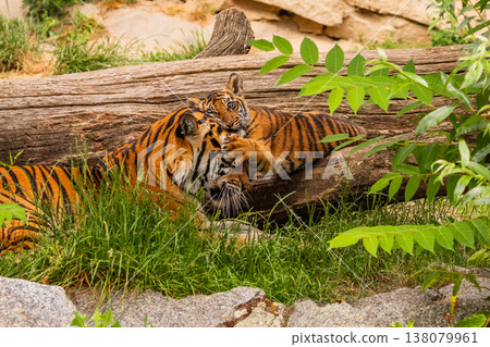 Sumatran tiger family with two little cubs 138079961
