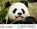 giant black and white panda is eating bamboo. Large animal closeup 138079962