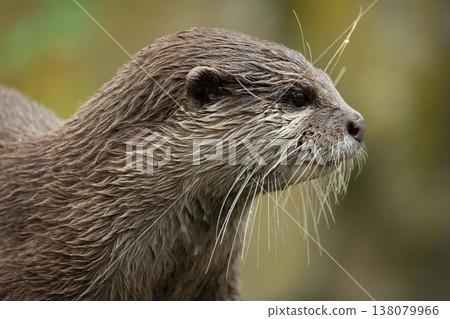 Asian small clawed otter Amblonyx cinerea, small clawed otter Asian small clawed otter Amblonyx cinerea, small clawed otter 138079966