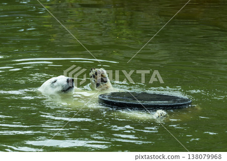 Polar bear swimming in water with playful expression and floating object Polar bear swimming in water with playful expression and floating object 138079968