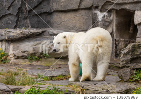 Polar bear standing on rocky terrain with green grass and natural habitat Polar bear standing on rocky terrain with green grass and natural habitat 138079969