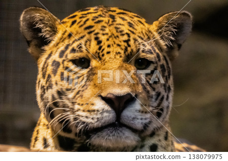 Majestic jaguar portrait showcasing striking features and vibrant fur Majestic jaguar portrait showcasing striking features and vibrant fur 138079975
