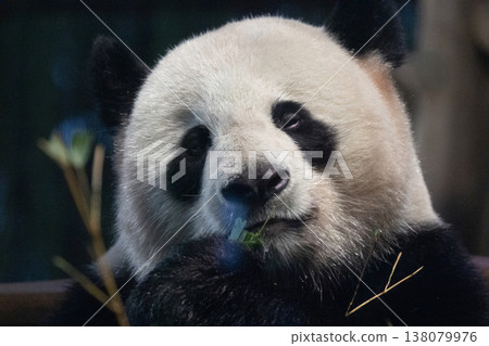 Close-up of giant panda eating bamboo in natural habitat setting Close-up of giant panda eating bamboo in natural habitat setting 138079976