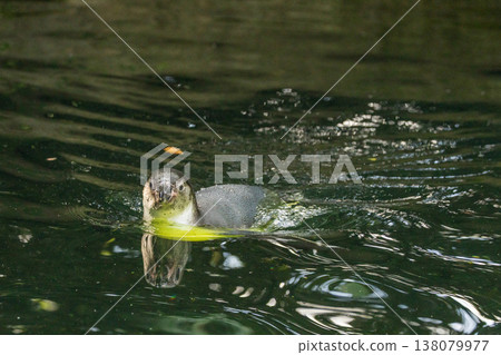 Aquatic Humbolt Penguin swimming in clear water vibrant reflections ripples Aquatic Humbolt Penguin swimming in clear water vibrant reflections ripples 138079977