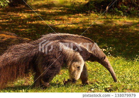 Giant anteater walking through lush green grass in natural habitat Giant anteater walking through lush green grass in natural habitat 138079979