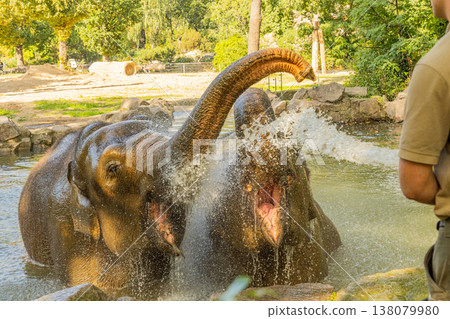 Elephants splashing water playfully in a serene natural habitat Elephants splashing water playfully in a serene natural habitat 138079980