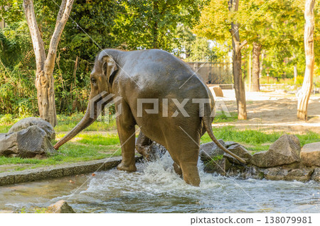 Elephant splashing in water with trees and rocks in natural habitat Elephant splashing in water with trees and rocks in natural habitat 138079981