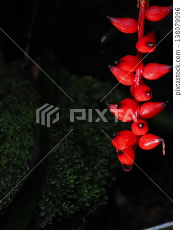 Depth synthesis of the fruit of Aechmea Foster's Favorite at the botanical garden. 138079996
