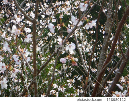 Kumano cherry trees growing in the mountains Kumano cherry trees growing in the mountains 138080112