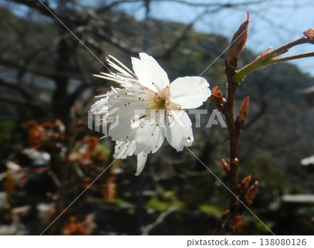 White cherry tree White cherry tree 138080126
