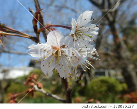 White cherry tree White cherry tree 138080127