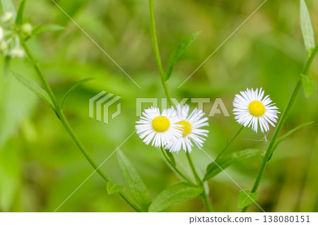White daisy flowers blooming quietly in the field 138080151
