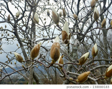 White magnolia flowers waiting for spring White magnolia flowers waiting for spring 138080183