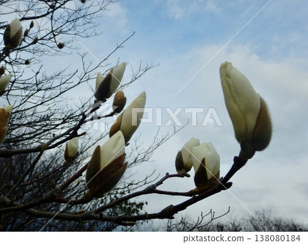 White magnolia flowers waiting for spring White magnolia flowers waiting for spring 138080184