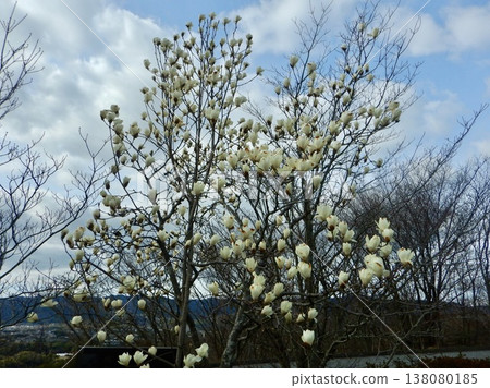 White magnolia flowers waiting for spring White magnolia flowers waiting for spring 138080185