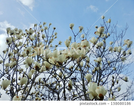 White magnolia flowers waiting for spring White magnolia flowers waiting for spring 138080186
