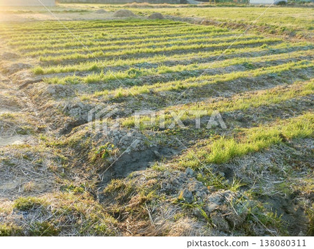Morning wheat field Morning wheat field 138080311