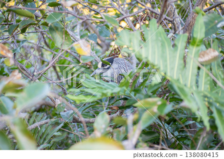 A Great Bittern hiding in the forest A Great Bittern hiding in the forest 138080415