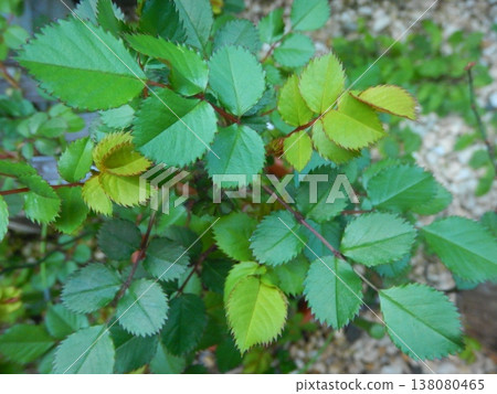 Springtime, the season of fresh green leaves: miniature rose leaves Springtime, the season of fresh green leaves: miniature rose leaves 138080465