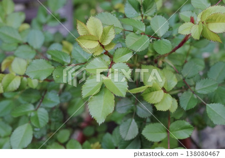 Springtime, the season of fresh green leaves: miniature rose leaves Springtime, the season of fresh green leaves: miniature rose leaves 138080467